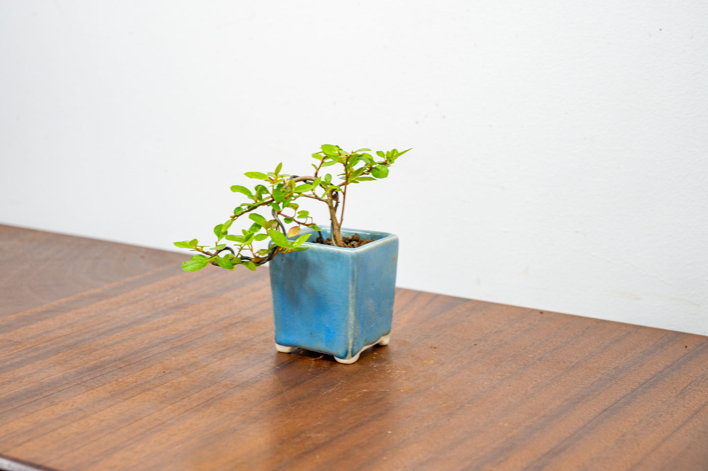 Cotoneaster Bonsai Tree