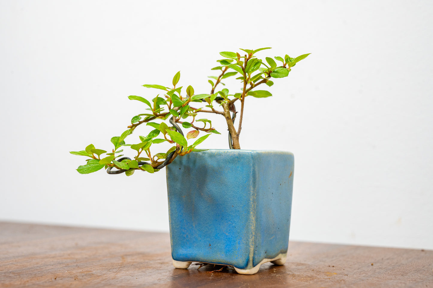 Cotoneaster Bonsai Tree