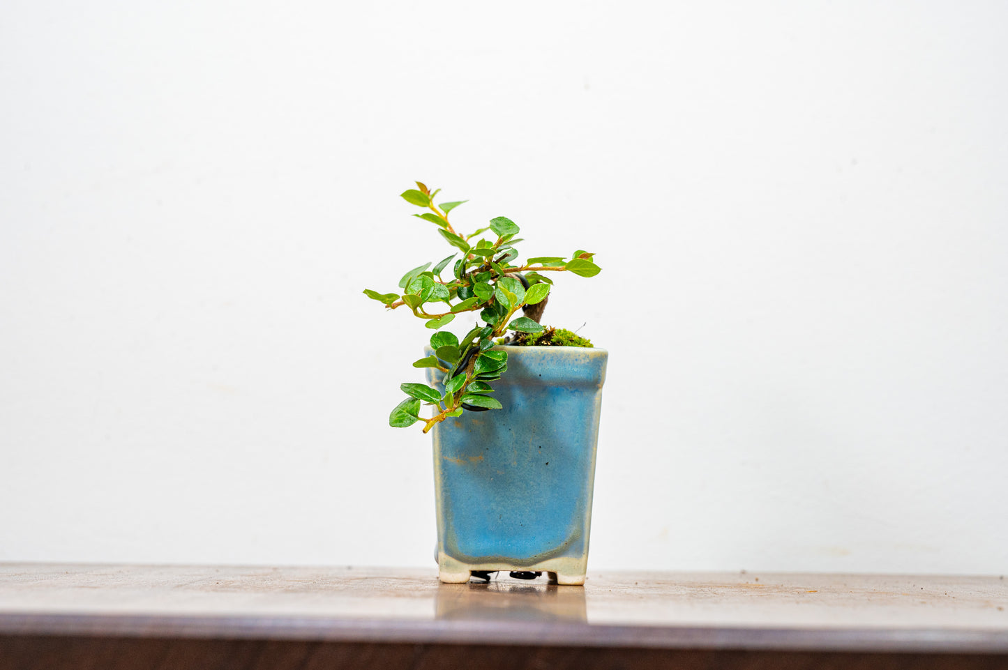 Cotoneaster Bonsai Tree