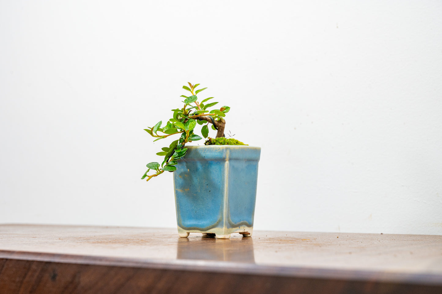 Cotoneaster Bonsai Tree