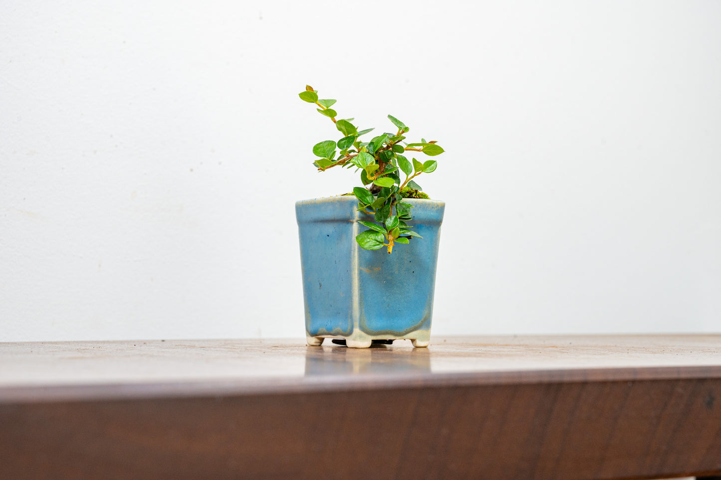 Cotoneaster Bonsai Tree