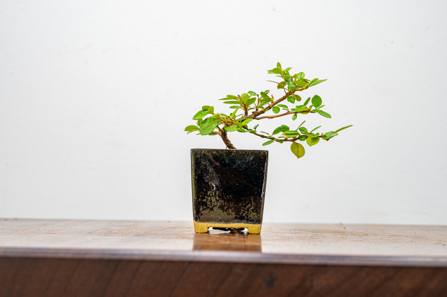 Cotoneaster Bonsai Tree