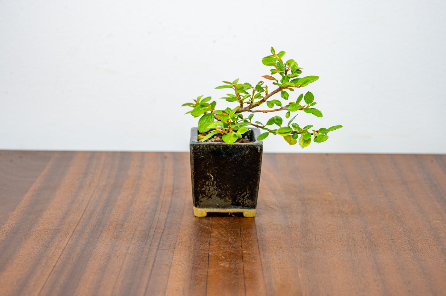 Cotoneaster Bonsai Tree