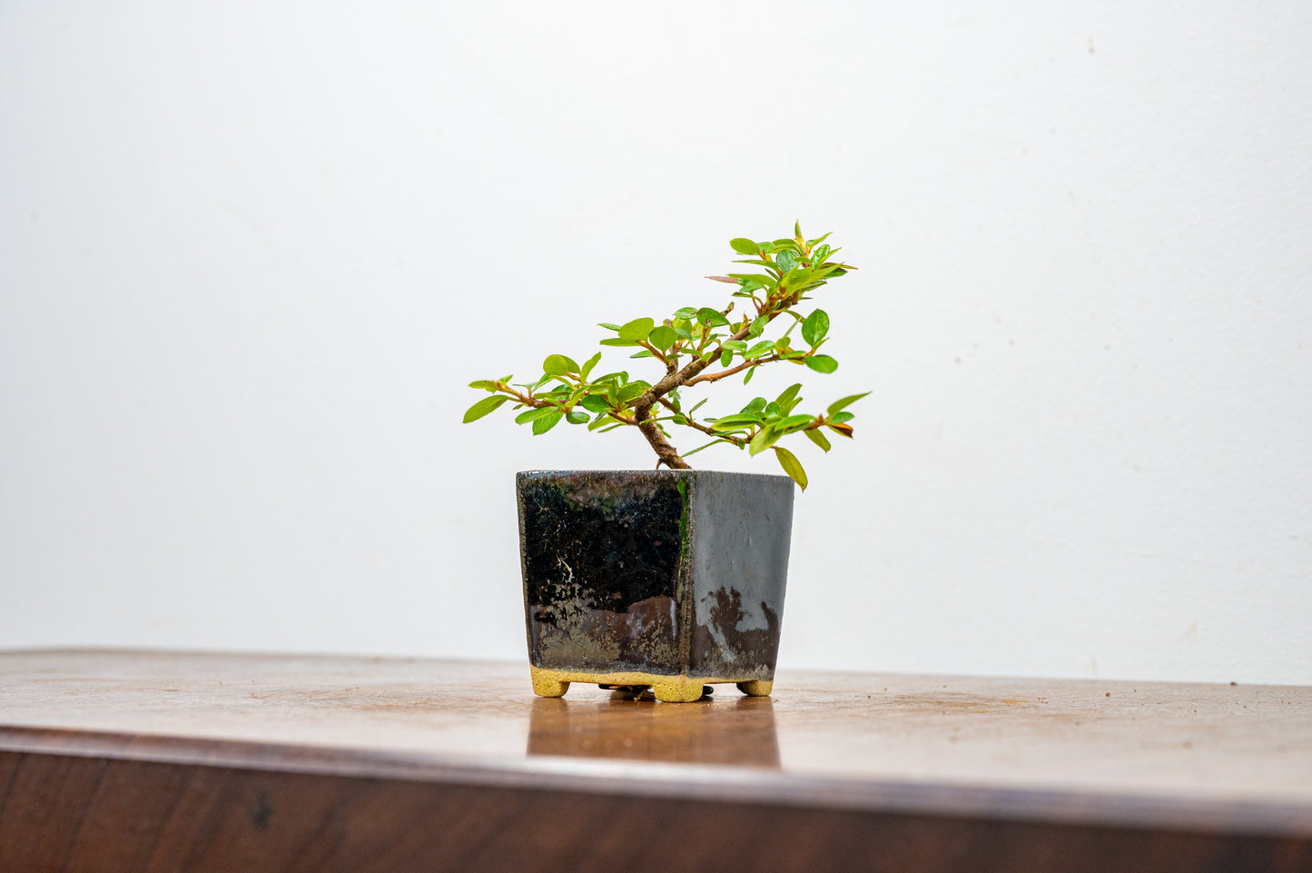 Cotoneaster Bonsai Tree