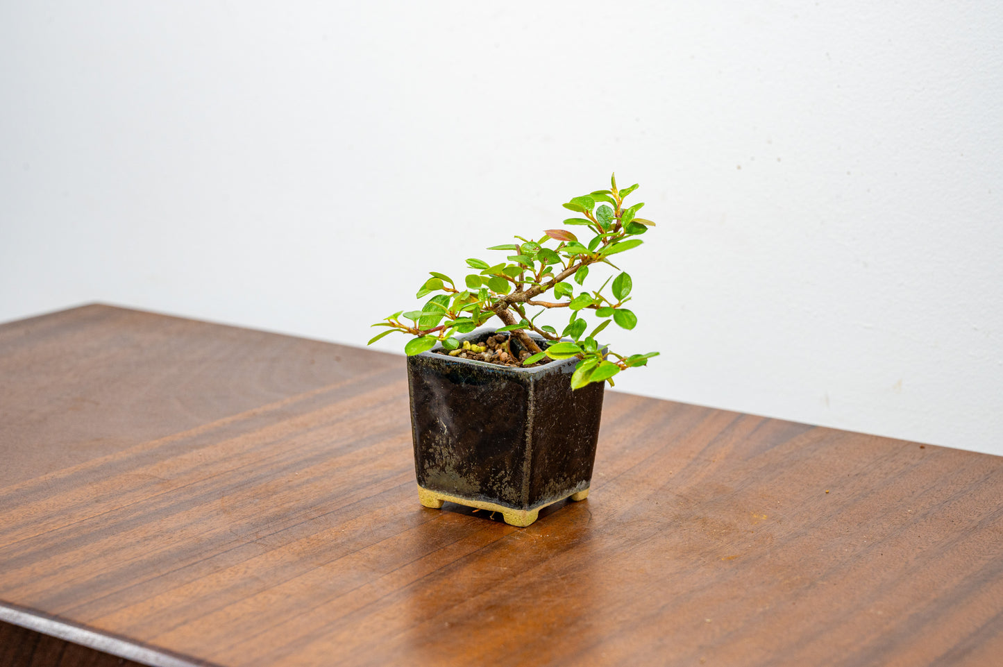 Cotoneaster Bonsai Tree