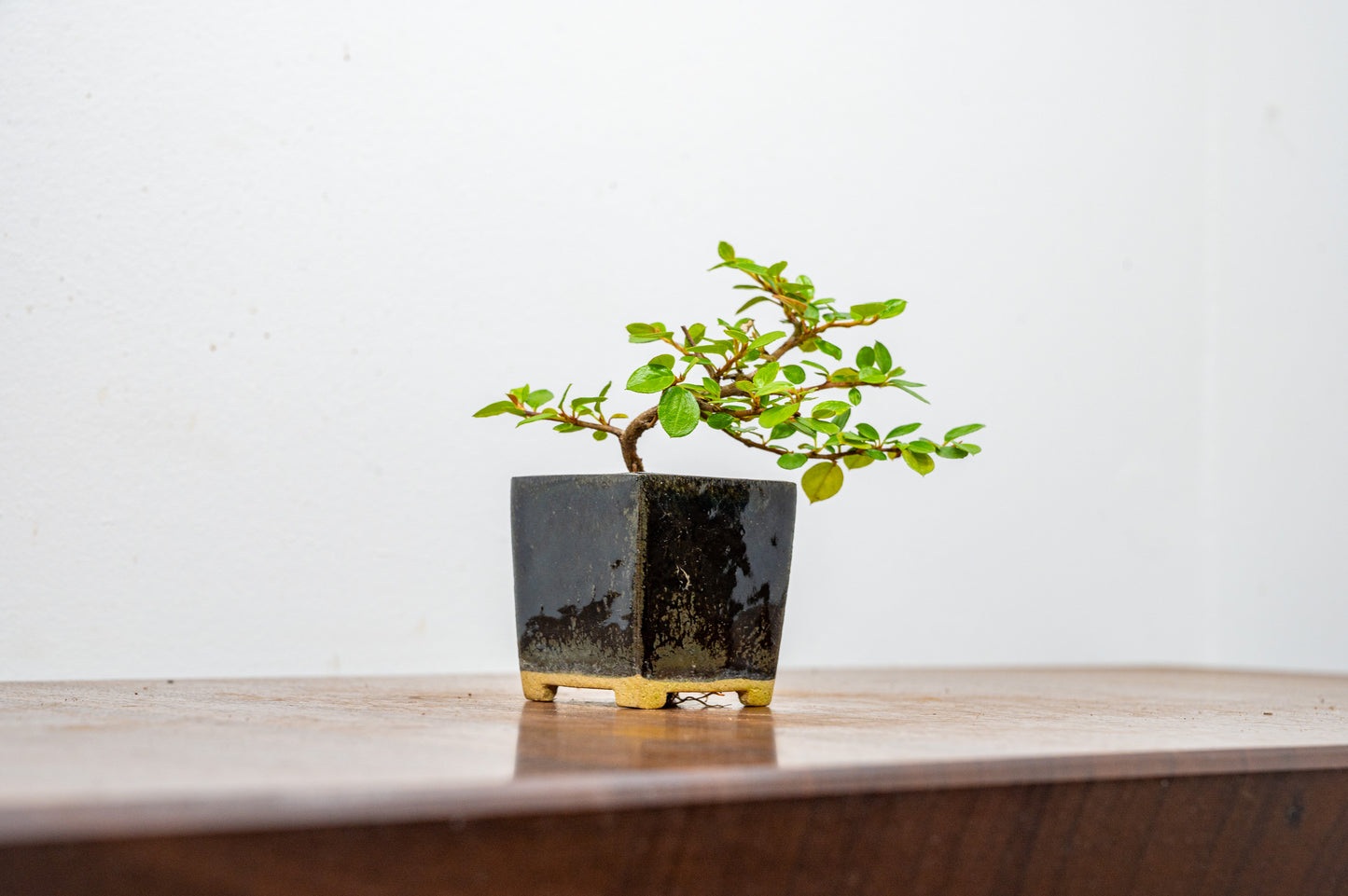 Cotoneaster Bonsai Tree