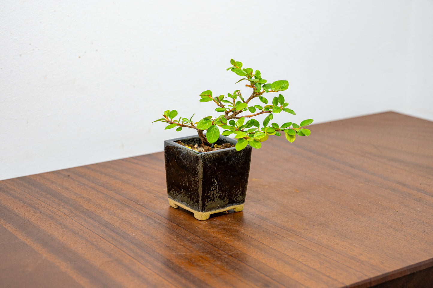 Cotoneaster Bonsai Tree