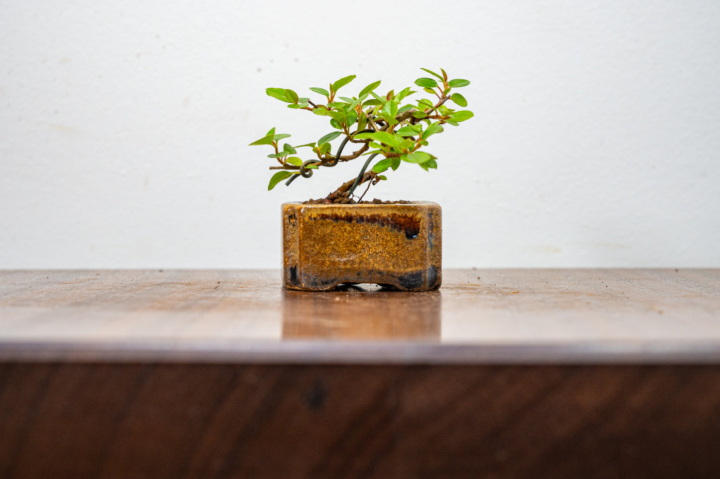 Cotoneaster Bonsai Tree