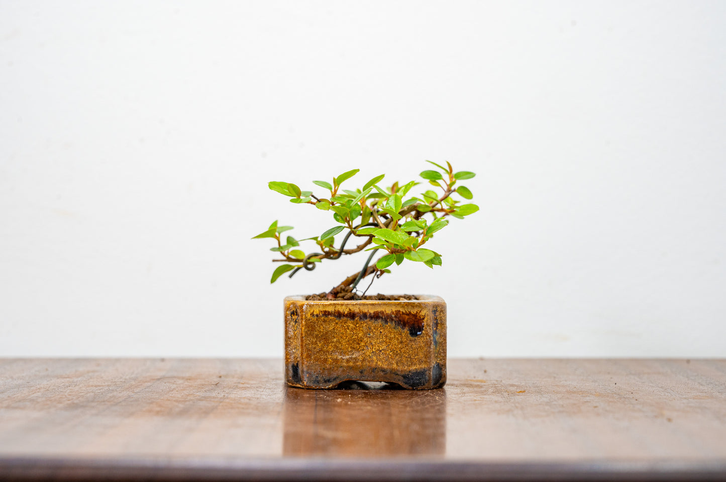 Cotoneaster Bonsai Tree