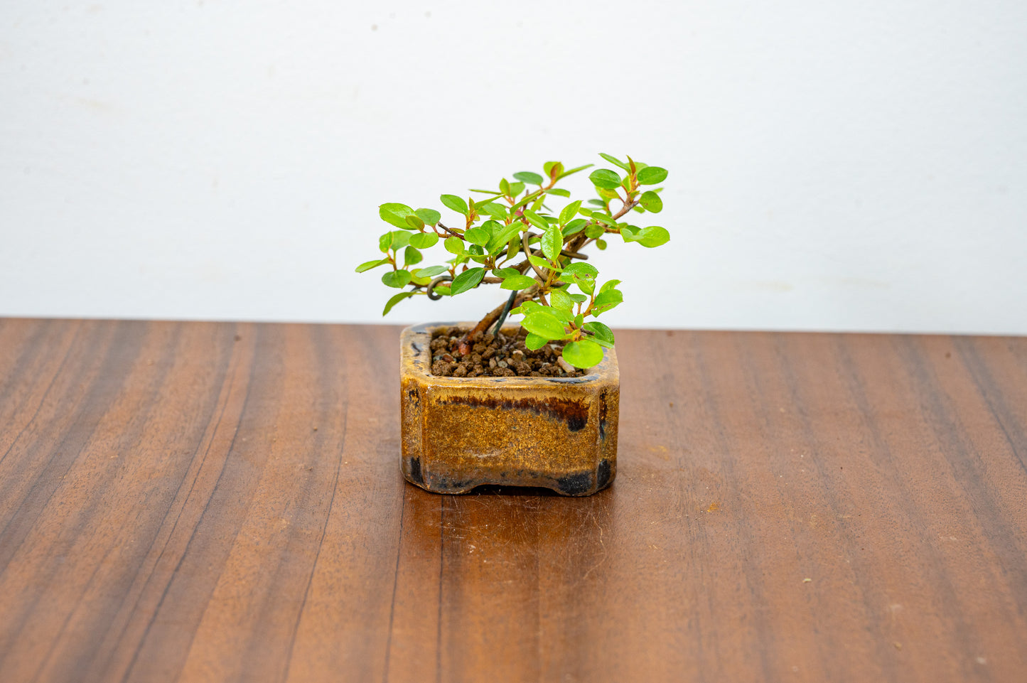 Cotoneaster Bonsai Tree