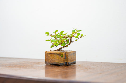 Cotoneaster Bonsai Tree