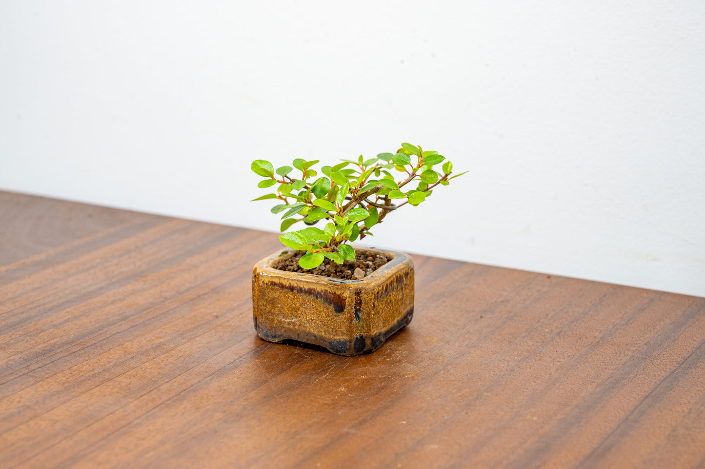 Cotoneaster Bonsai Tree