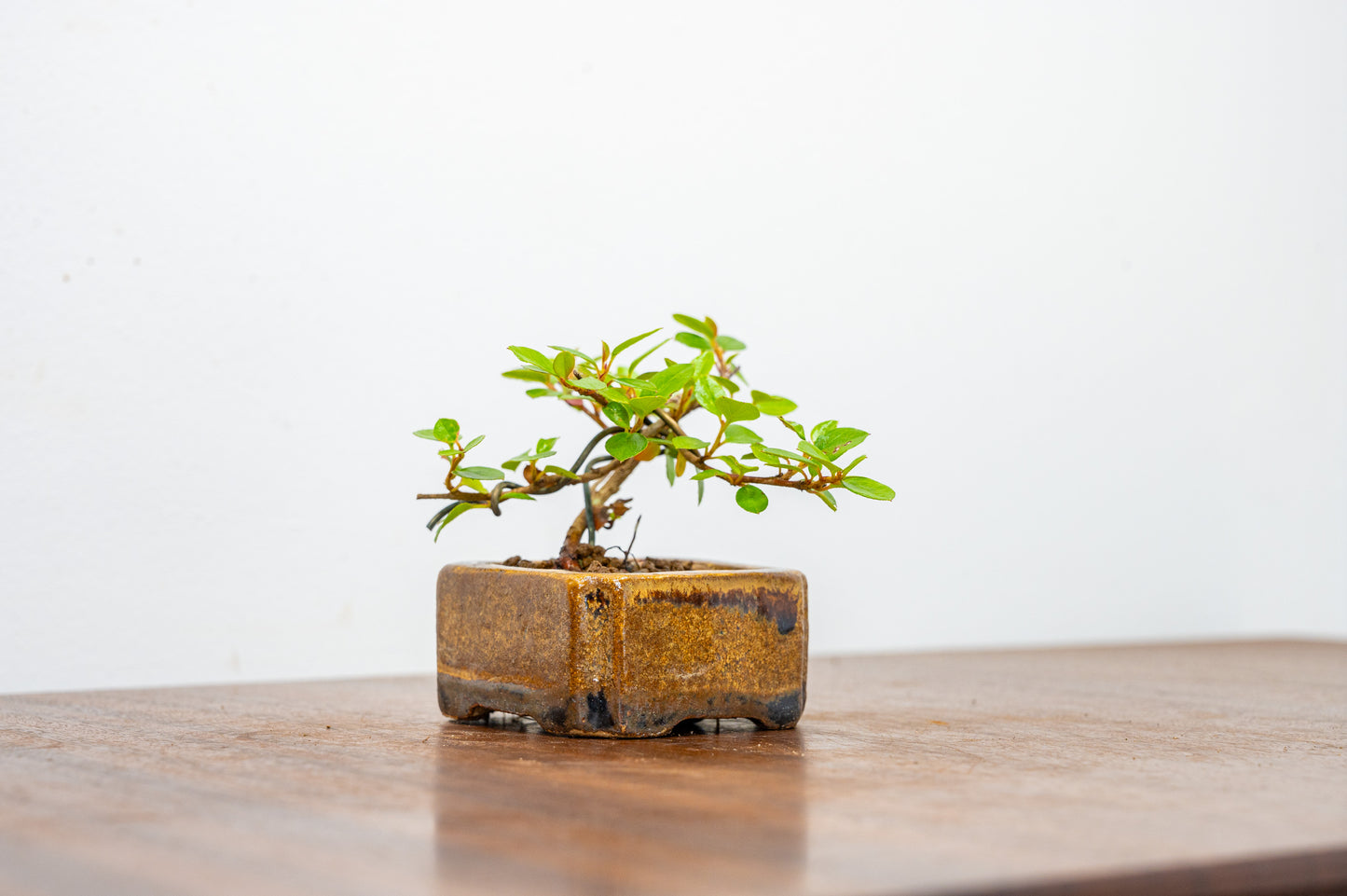 Cotoneaster Bonsai Tree