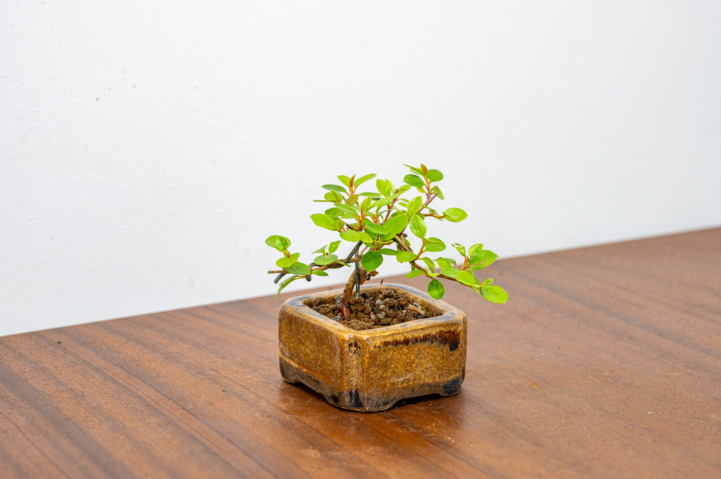 Cotoneaster Bonsai Tree