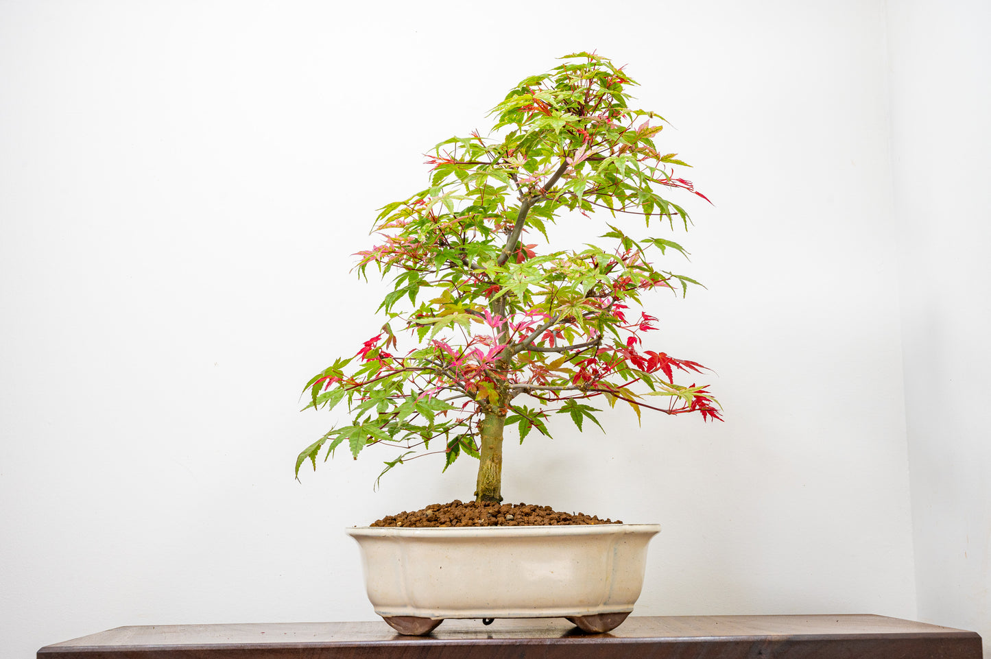 'Deshojo' Japanese Maple Bonsai