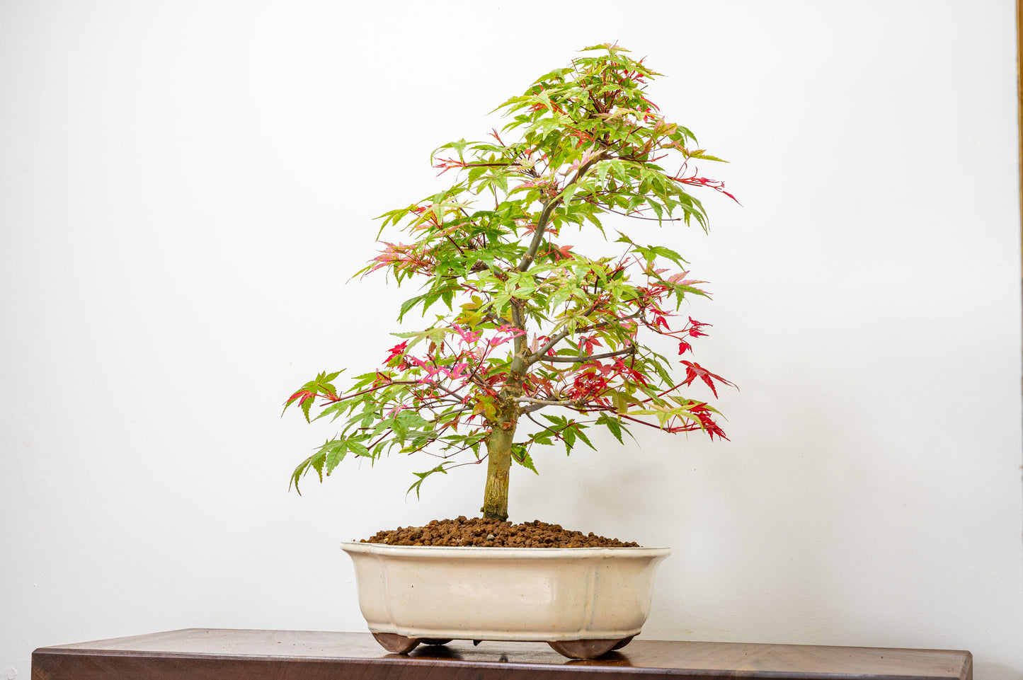 'Deshojo' Japanese Maple Bonsai