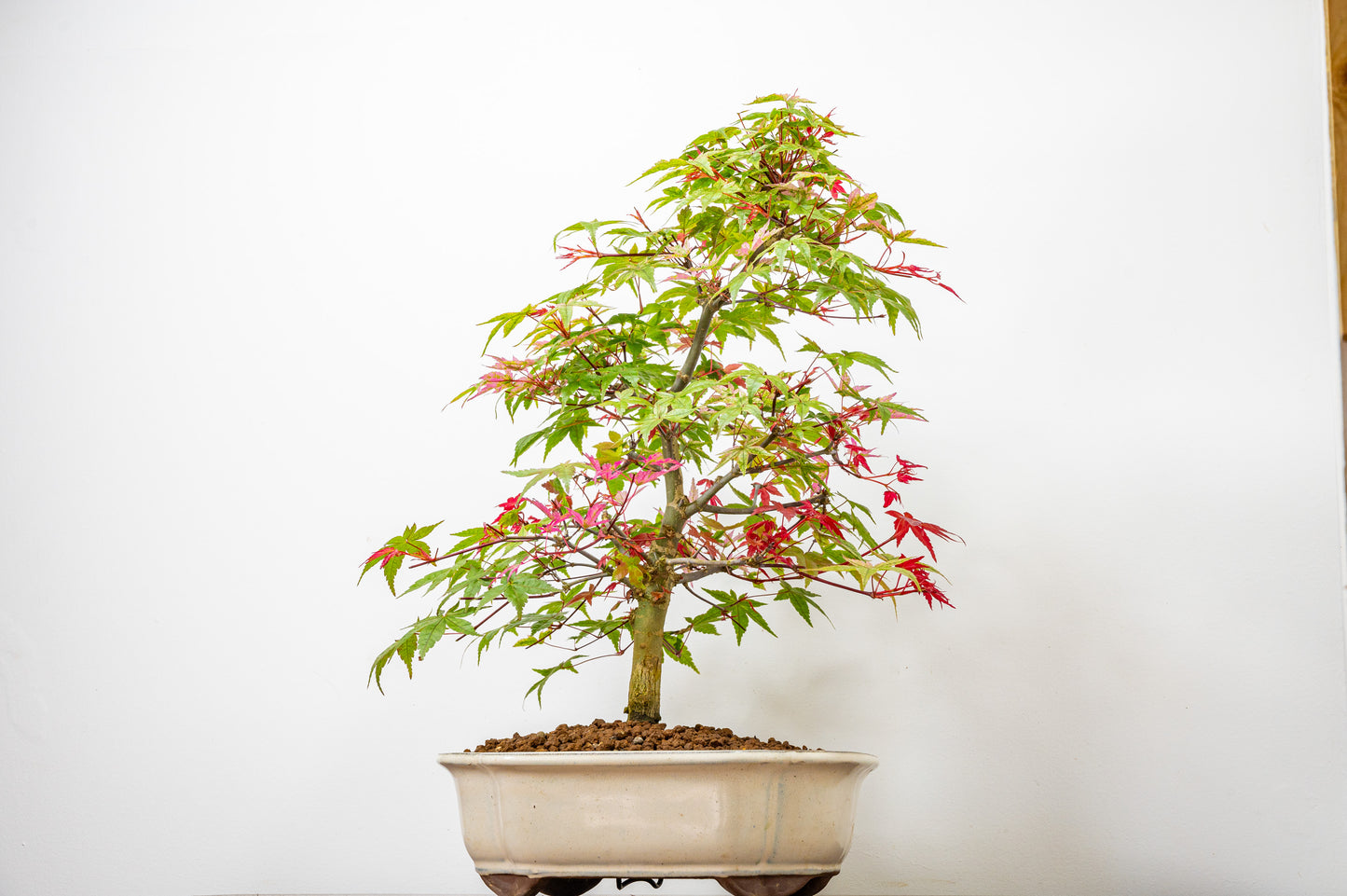 'Deshojo' Japanese Maple Bonsai