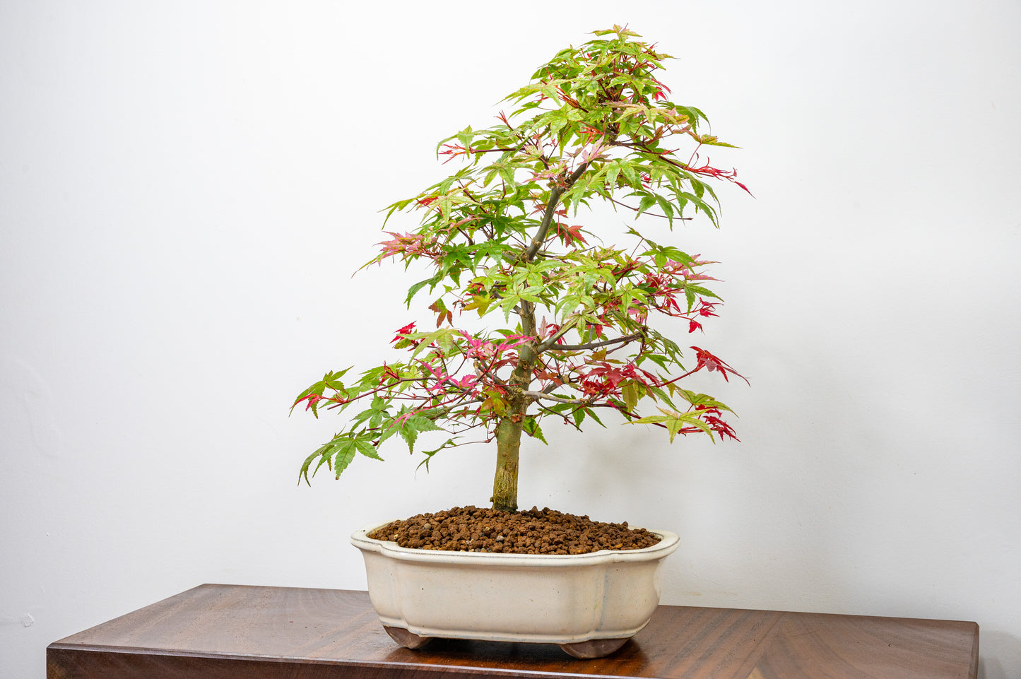 'Deshojo' Japanese Maple Bonsai