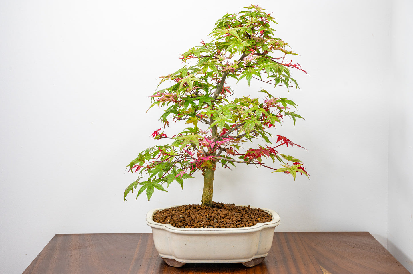 'Deshojo' Japanese Maple Bonsai