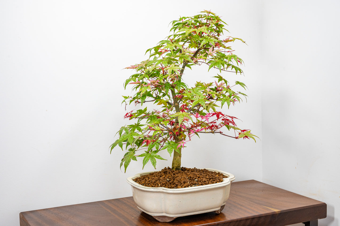 'Deshojo' Japanese Maple Bonsai