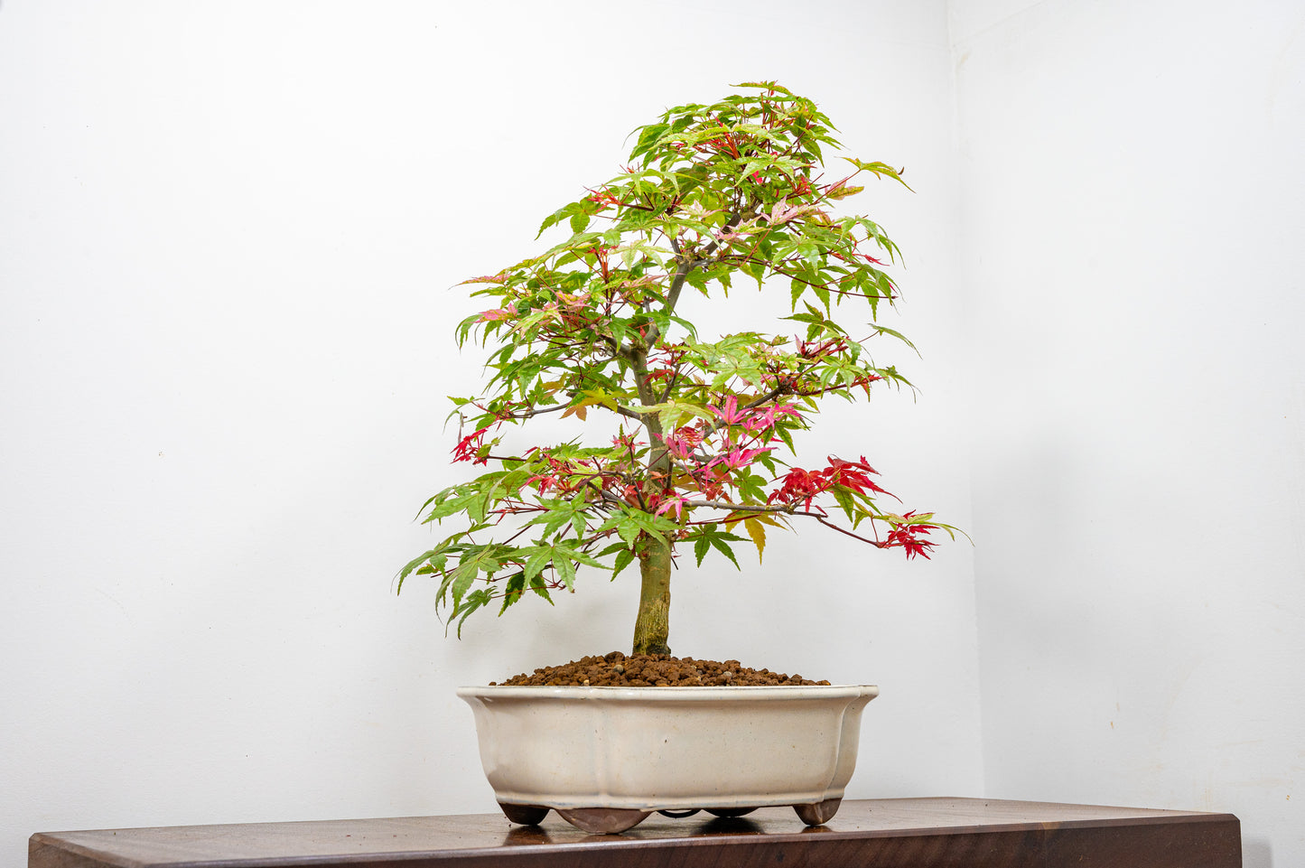 'Deshojo' Japanese Maple Bonsai