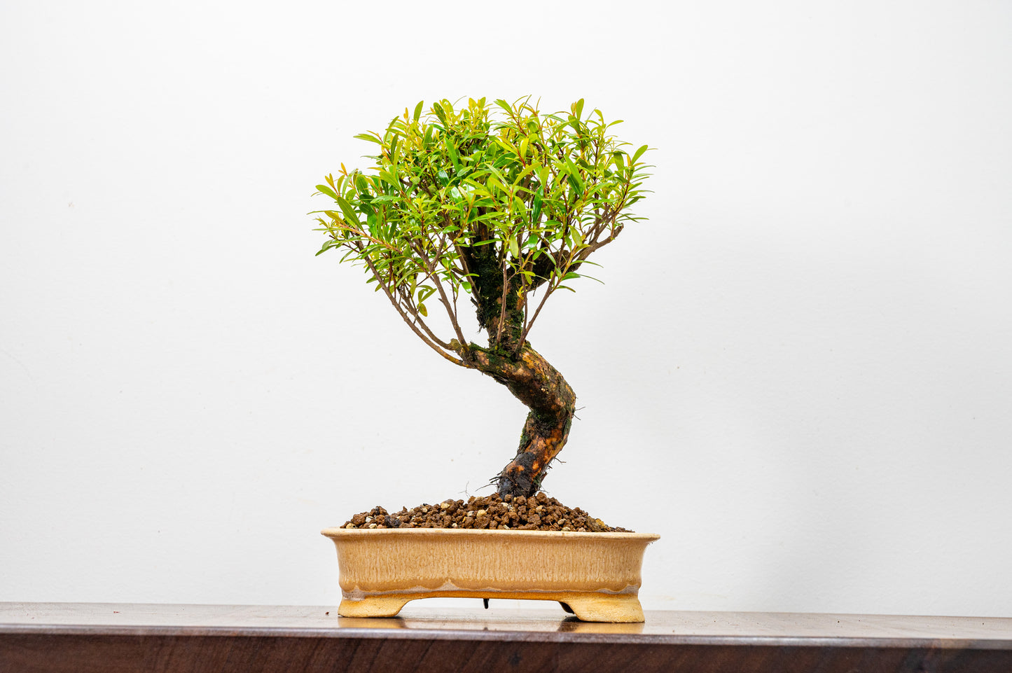 Chinese Myrtle Bonsai  S Trunk - 16cm Oatmeal Ceramic Pot