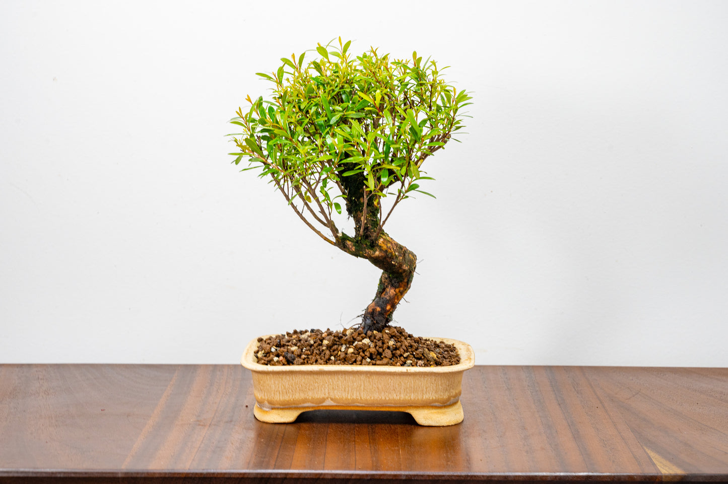 Chinese Myrtle Bonsai  S Trunk - 16cm Oatmeal Ceramic Pot