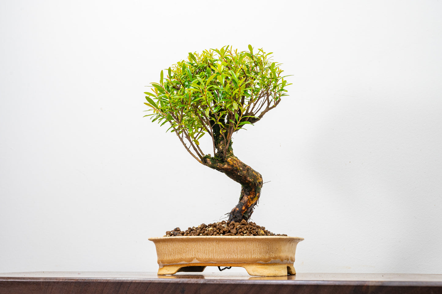 Chinese Myrtle Bonsai  S Trunk - 16cm Oatmeal Ceramic Pot