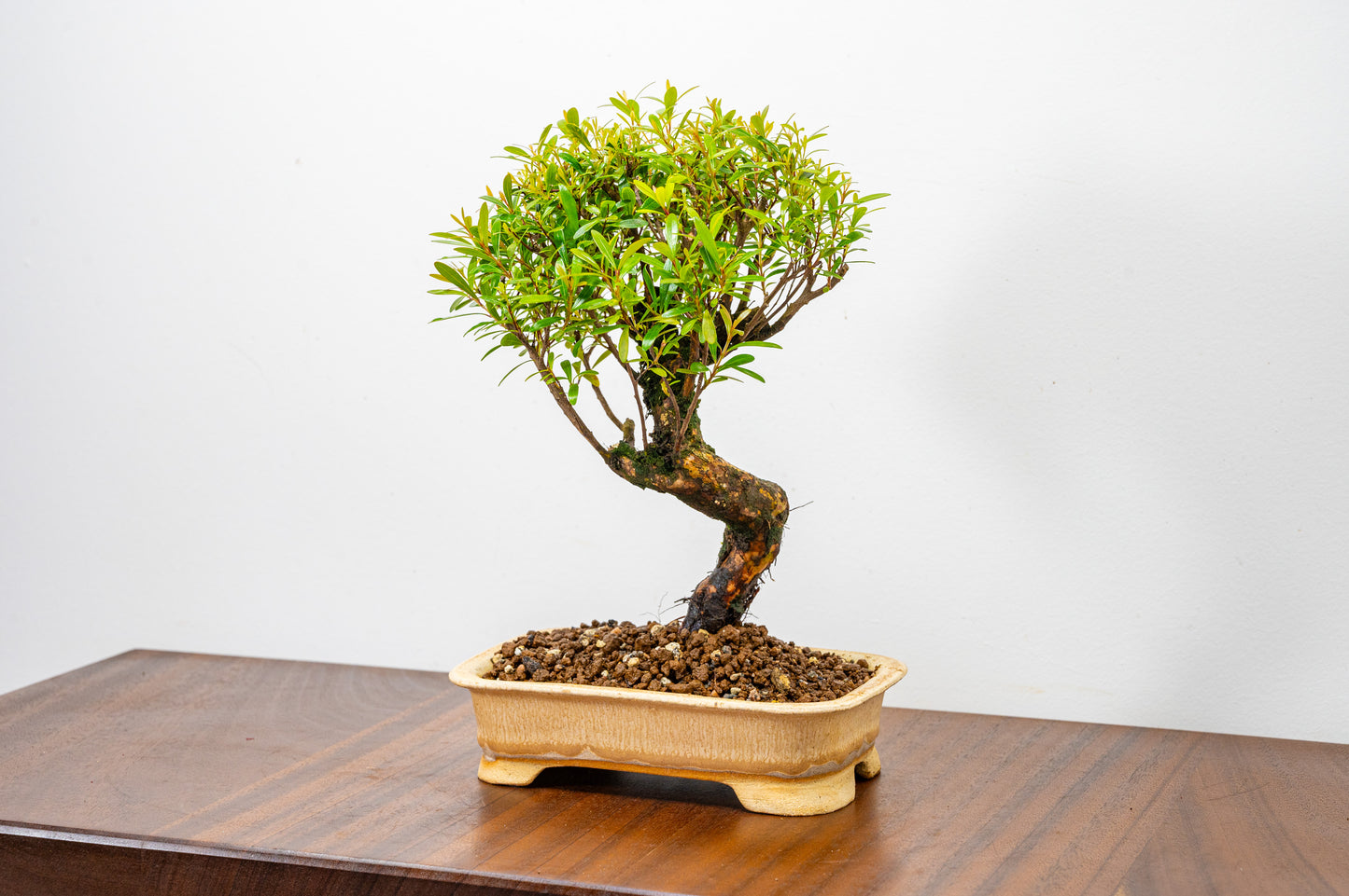 Chinese Myrtle Bonsai  S Trunk - 16cm Oatmeal Ceramic Pot