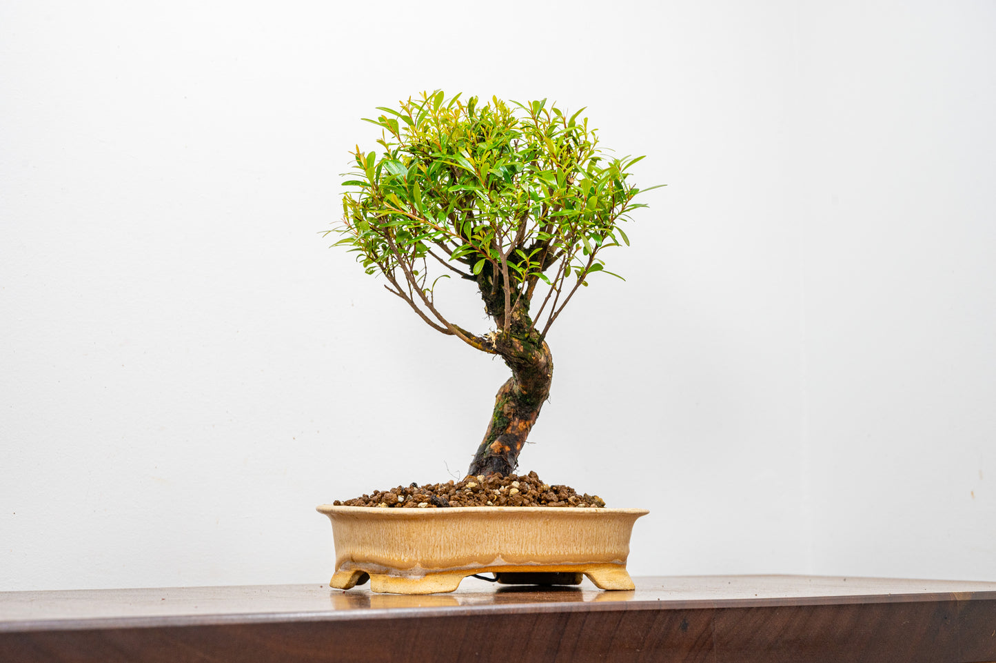 Chinese Myrtle Bonsai  S Trunk - 16cm Oatmeal Ceramic Pot