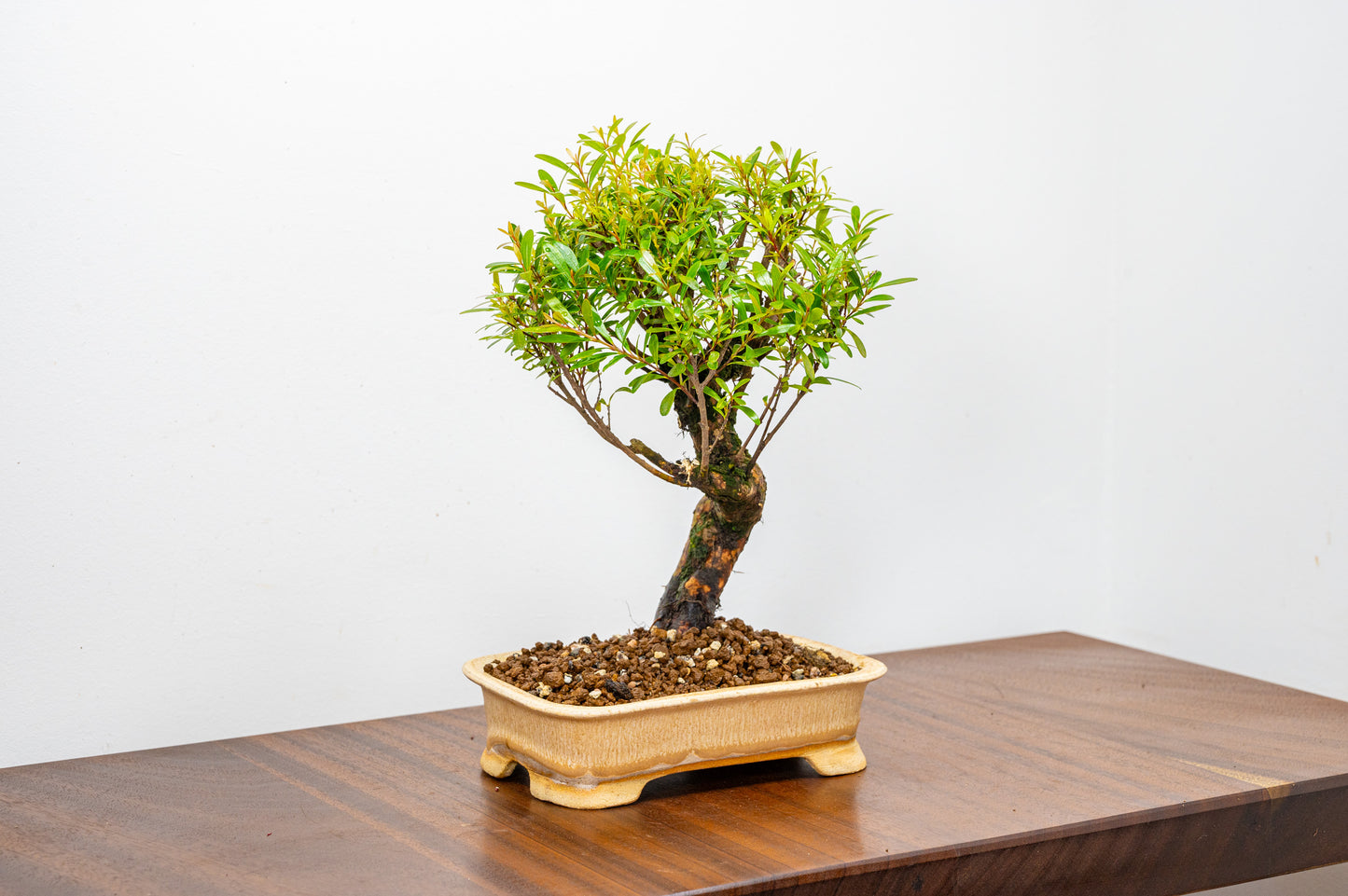 Chinese Myrtle Bonsai  S Trunk - 16cm Oatmeal Ceramic Pot