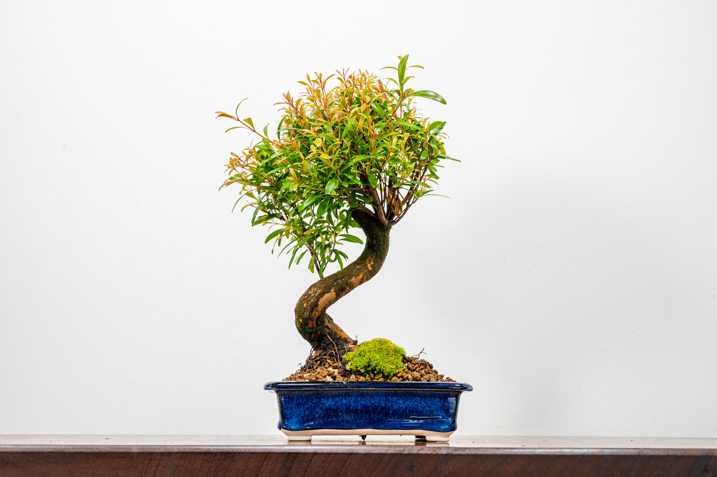 Chinese Myrtle Bonsai  S Trunk - 14cm Dark Blue Opal Ceramic Dish