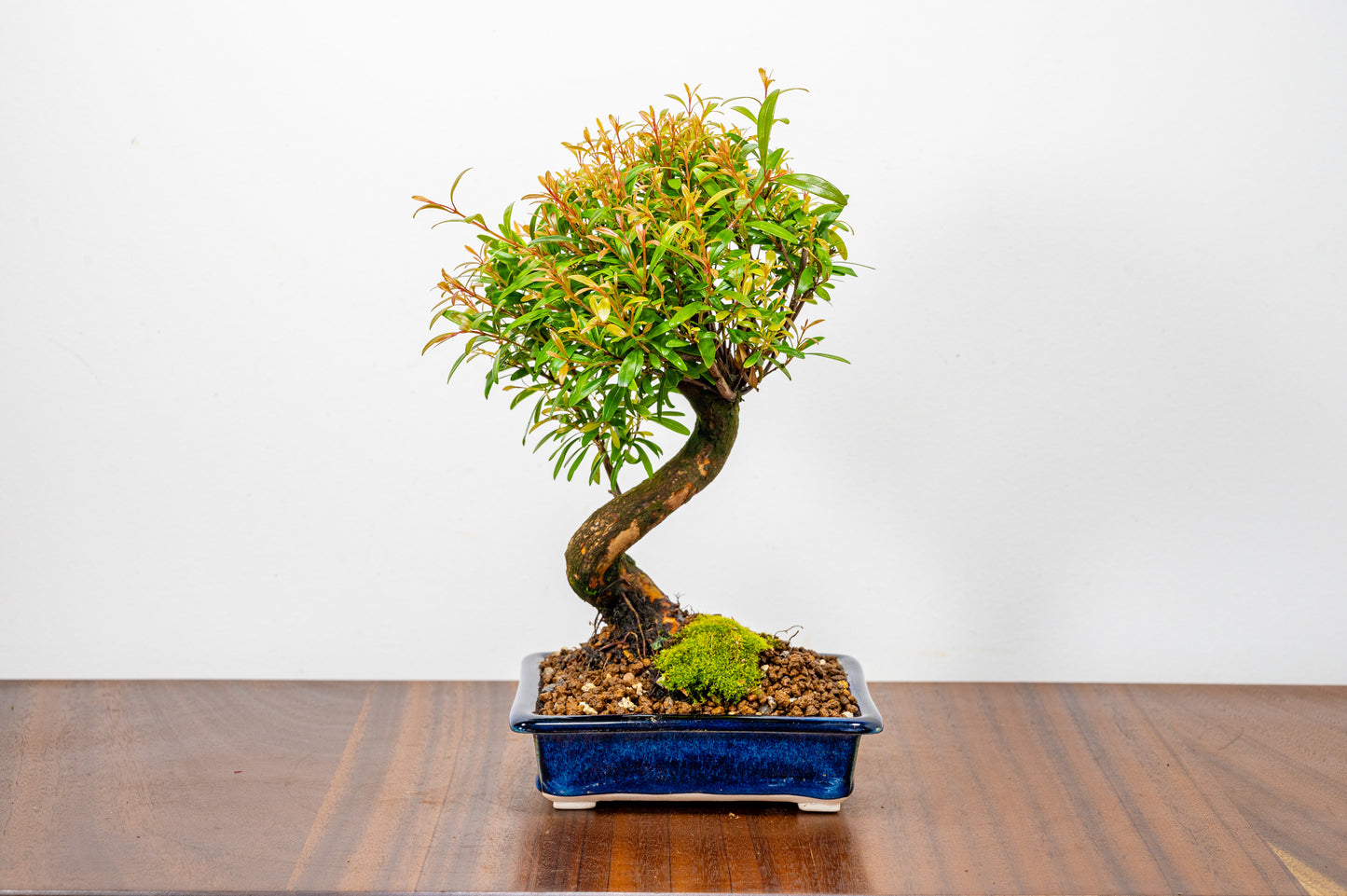 Chinese Myrtle Bonsai  S Trunk - 14cm Dark Blue Opal Ceramic Dish