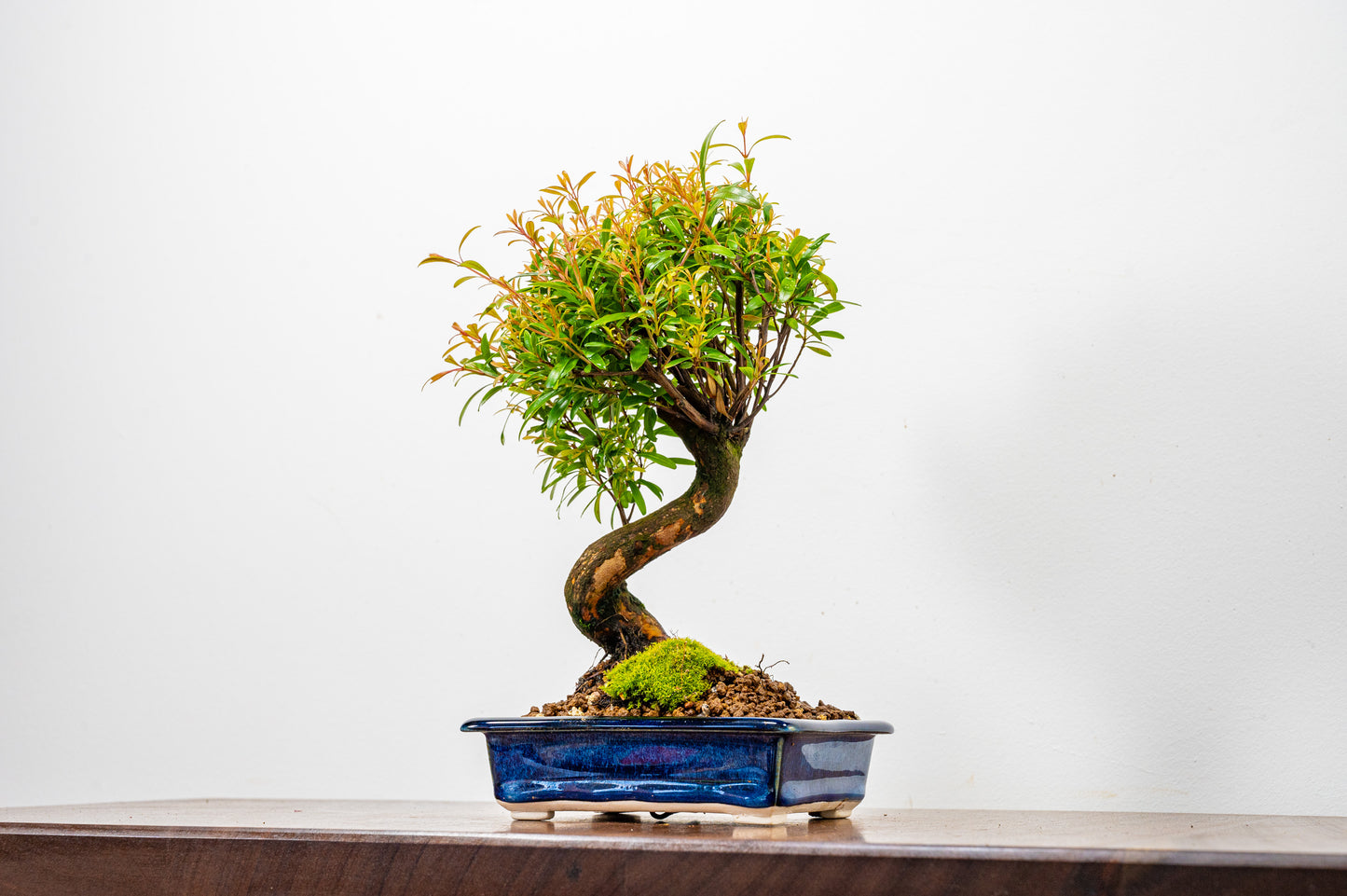 Chinese Myrtle Bonsai  S Trunk - 14cm Dark Blue Opal Ceramic Dish