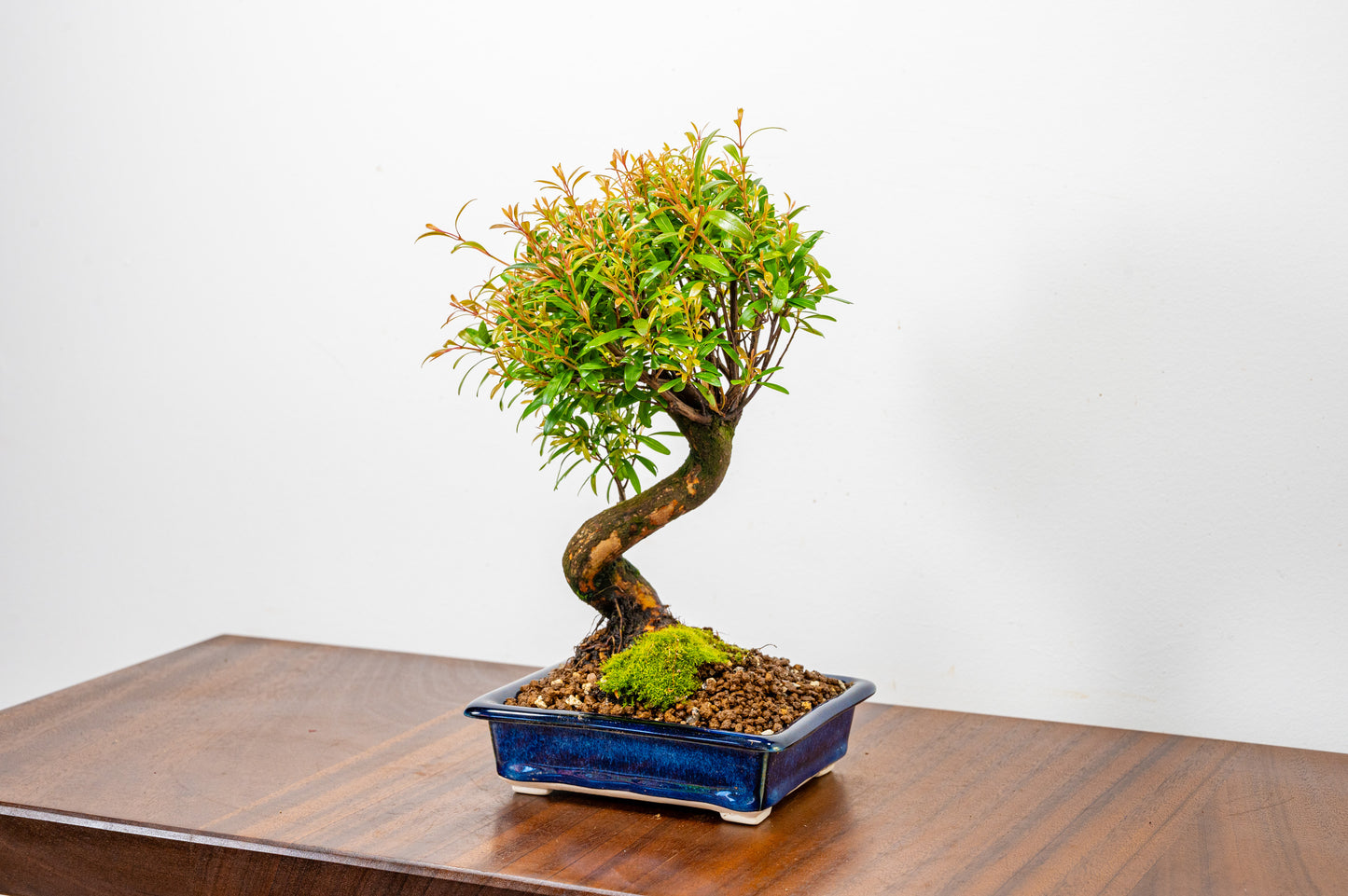 Chinese Myrtle Bonsai  S Trunk - 14cm Dark Blue Opal Ceramic Dish