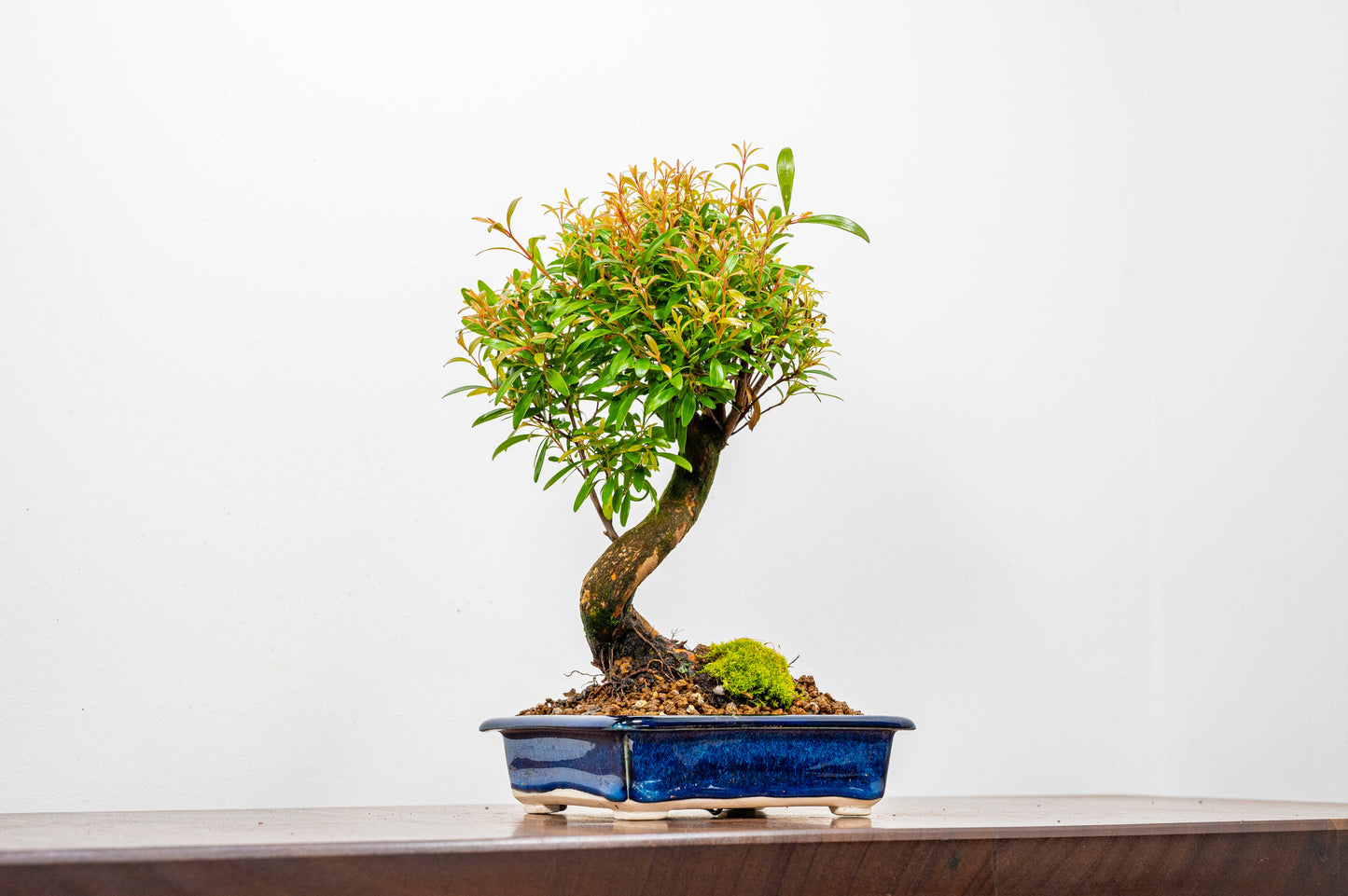 Chinese Myrtle Bonsai  S Trunk - 14cm Dark Blue Opal Ceramic Dish