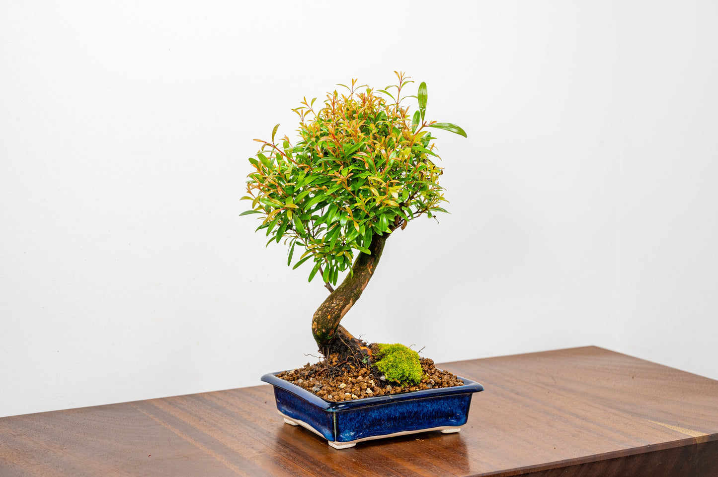 Chinese Myrtle Bonsai  S Trunk - 14cm Dark Blue Opal Ceramic Dish