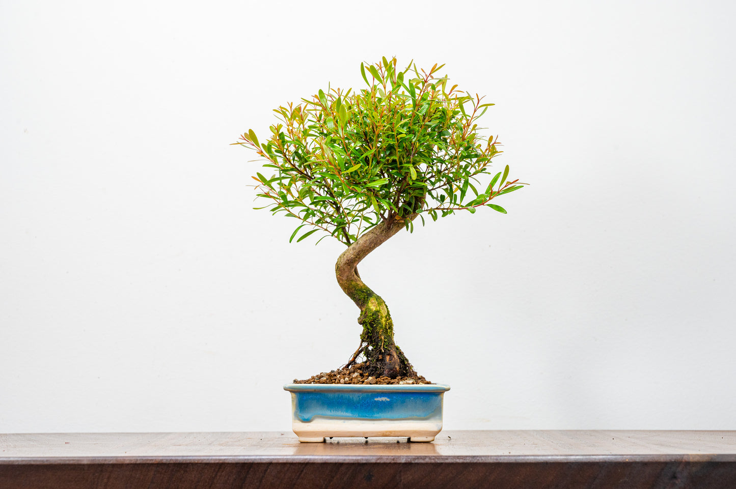 Chinese Myrtle Bonsai  S Trunk - 11cm Symphony Blue Dish