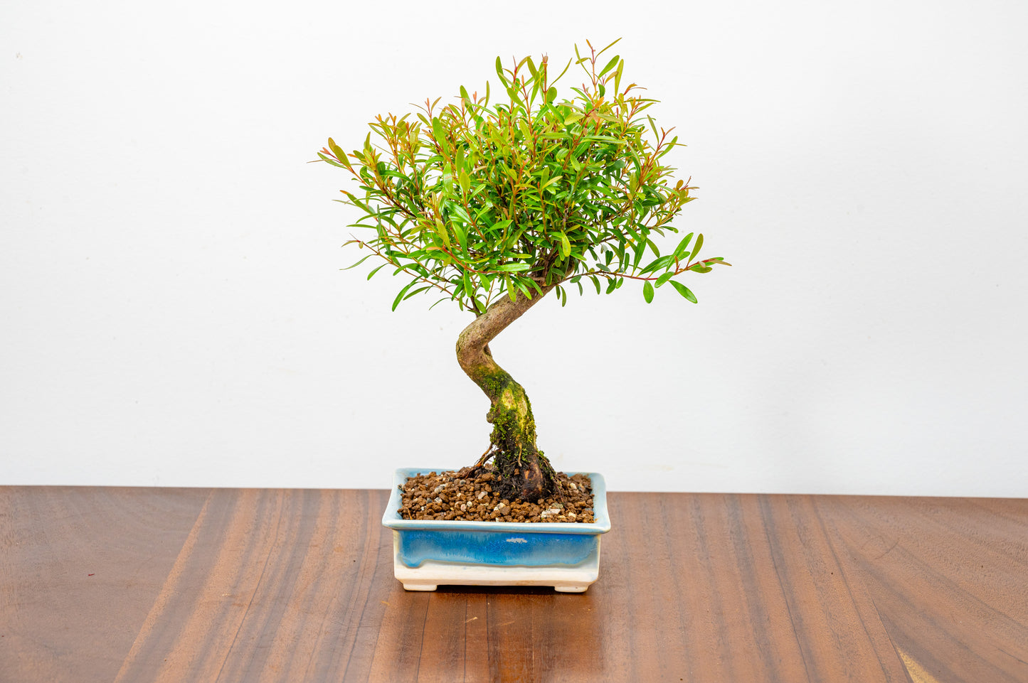 Chinese Myrtle Bonsai  S Trunk - 11cm Symphony Blue Dish