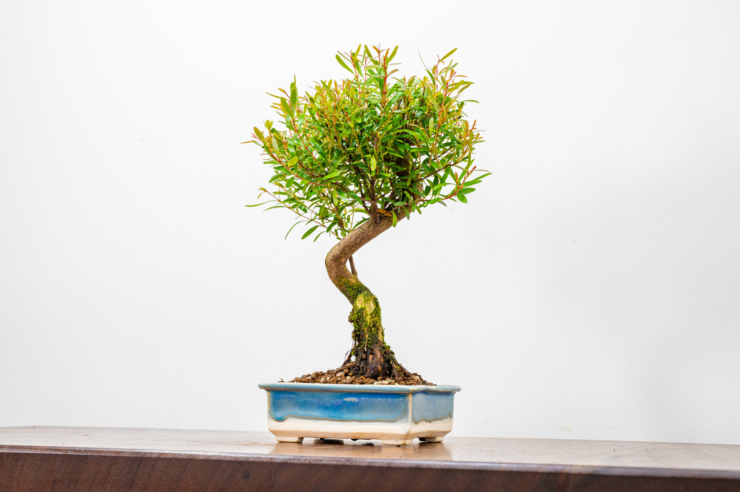 Chinese Myrtle Bonsai  S Trunk - 11cm Symphony Blue Dish