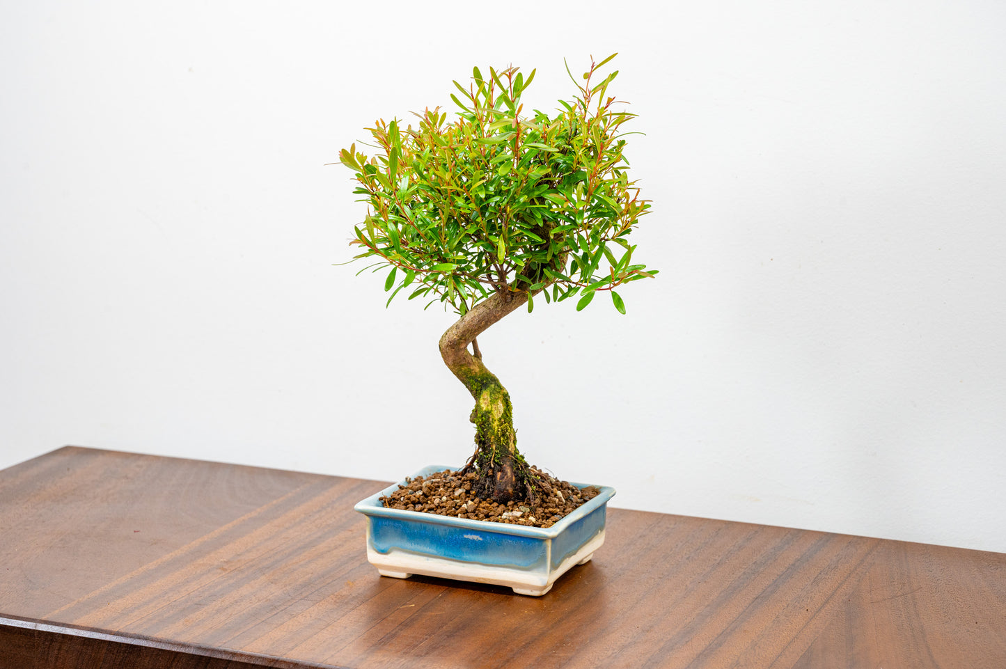 Chinese Myrtle Bonsai  S Trunk - 11cm Symphony Blue Dish