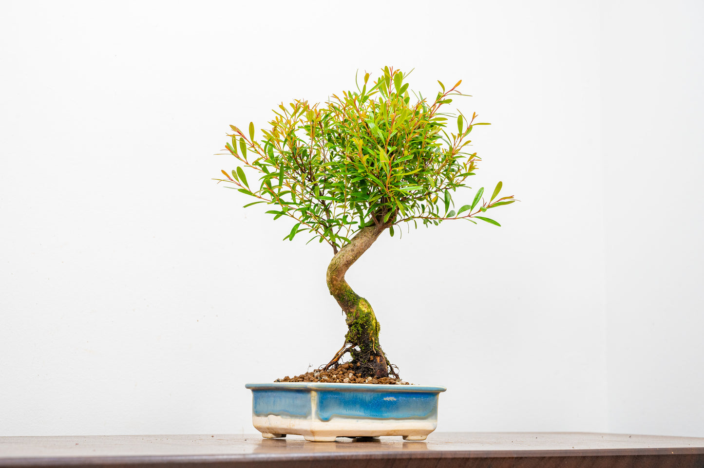 Chinese Myrtle Bonsai  S Trunk - 11cm Symphony Blue Dish