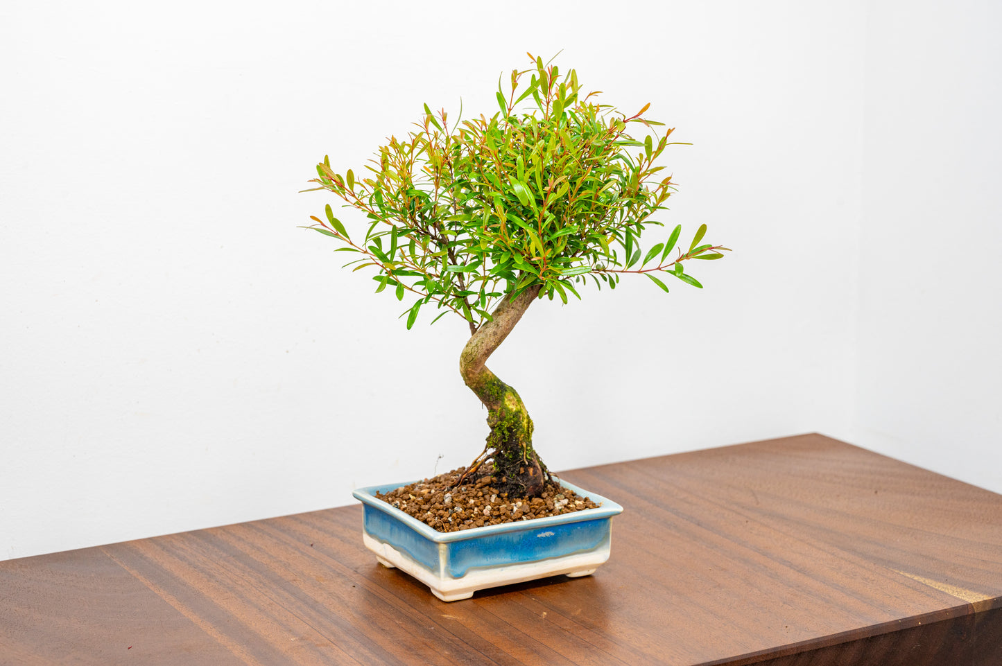 Chinese Myrtle Bonsai  S Trunk - 11cm Symphony Blue Dish