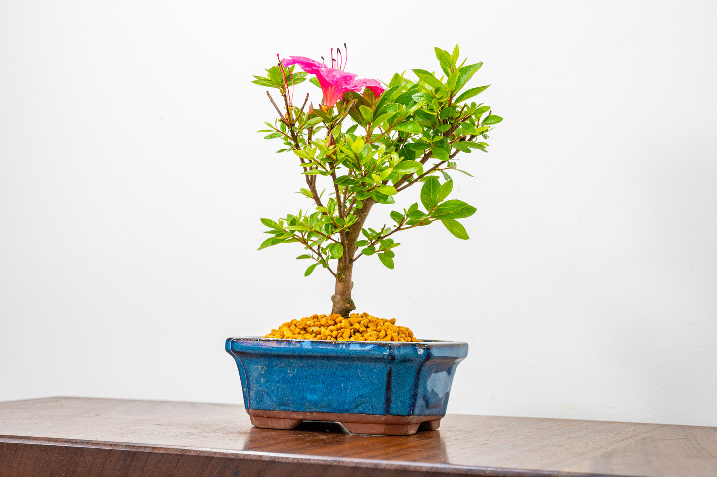 Satsuki Azalea Bonsai