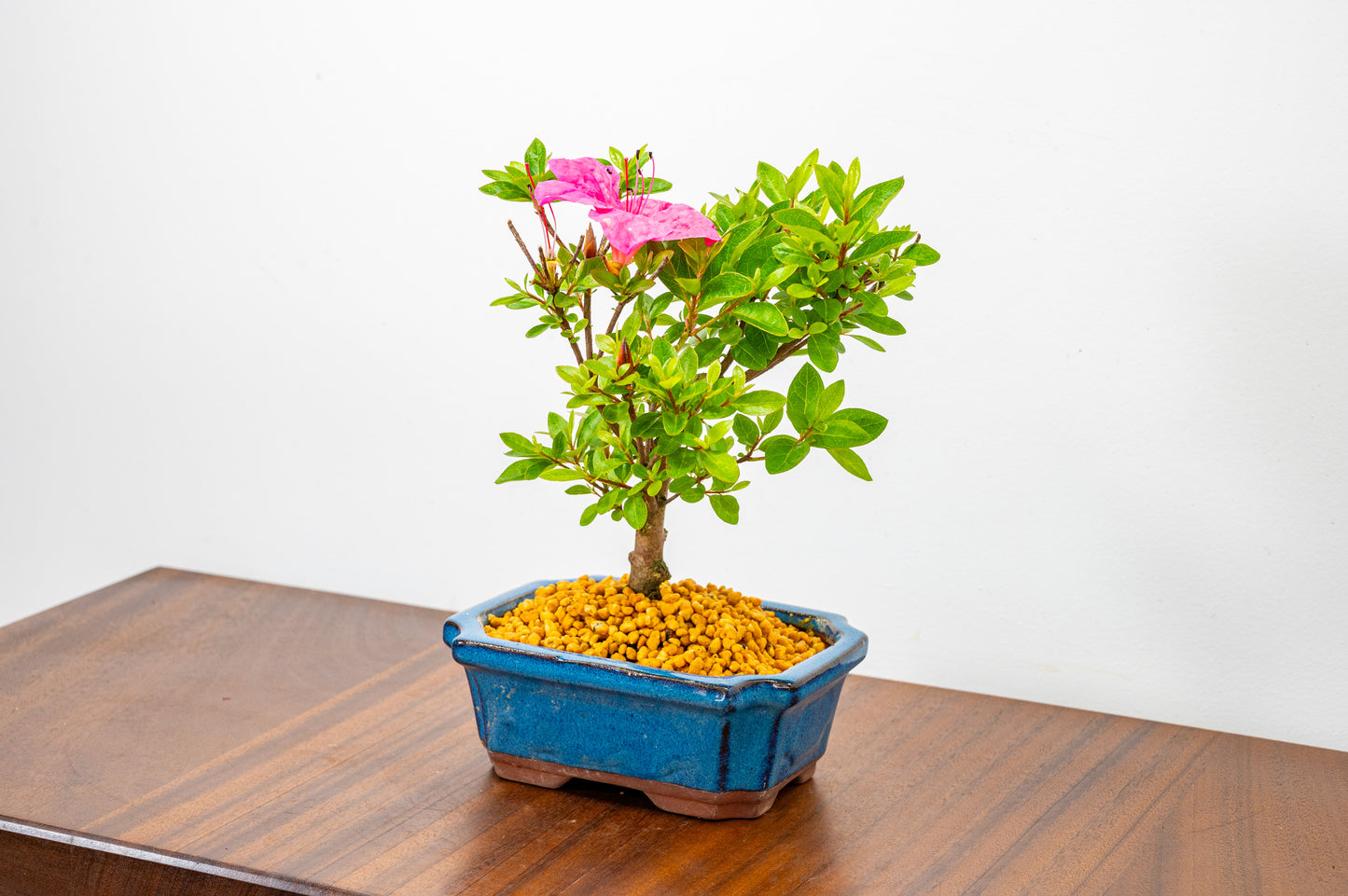 Satsuki Azalea Bonsai