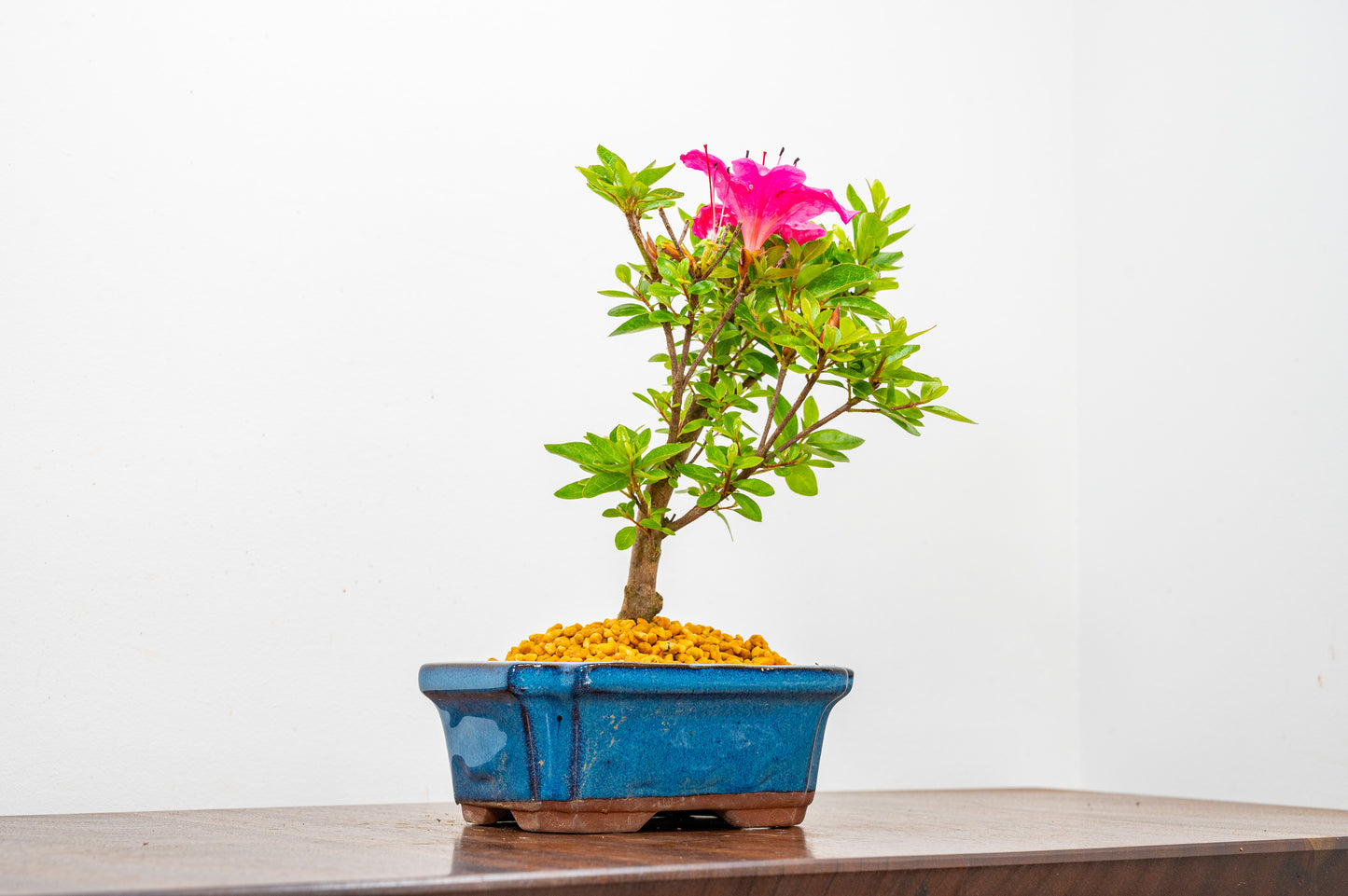 Satsuki Azalea Bonsai