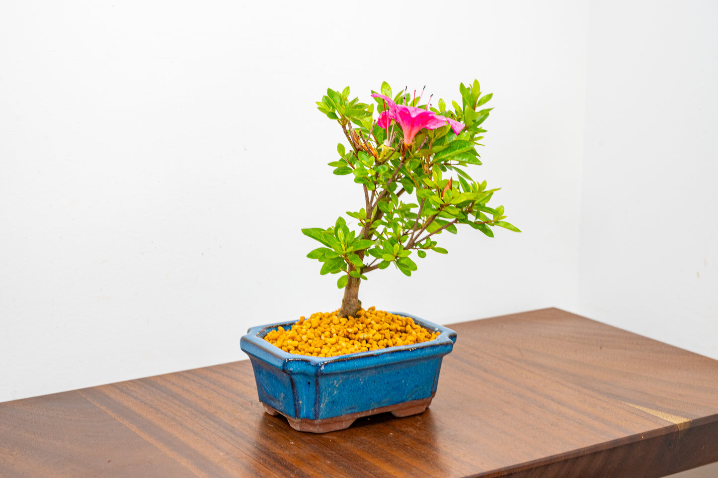 Satsuki Azalea Bonsai