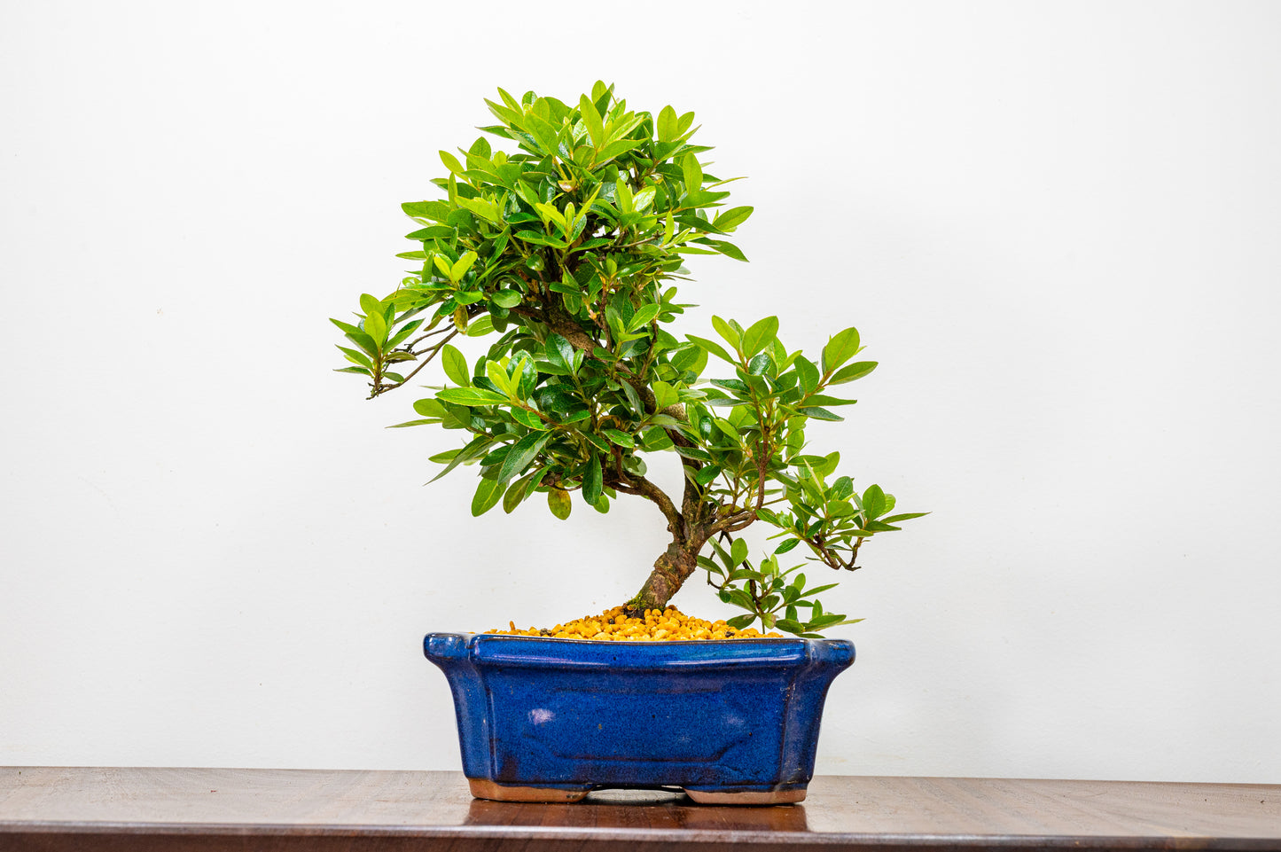 Satsuki Azalea Bonsai