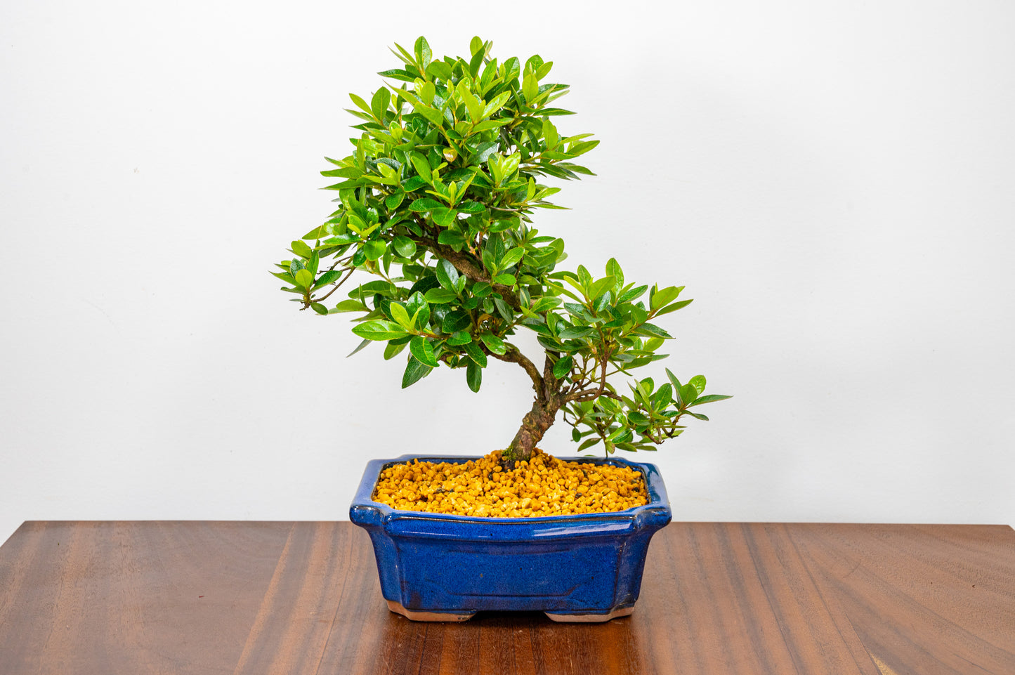 Satsuki Azalea Bonsai