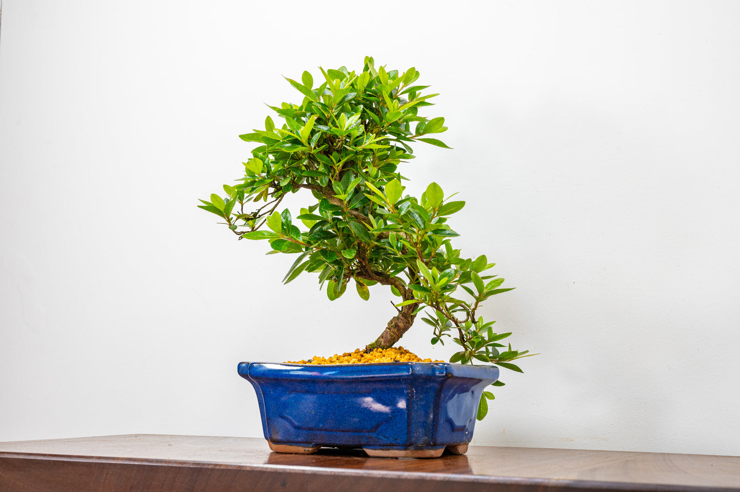 Satsuki Azalea Bonsai